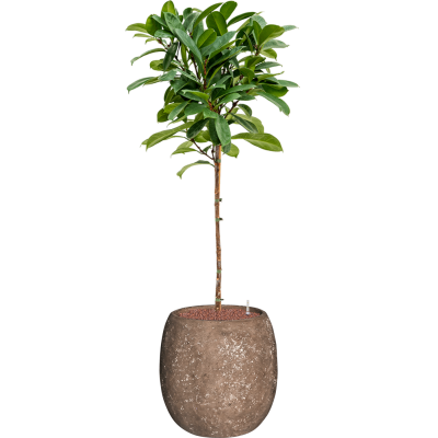 Растение в кашпо Ficus cyathistipula in Baq Polystone Coated Plain