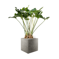 Anthurium 'Arrow' in Grigio