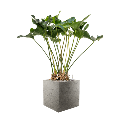 Растение в кашпо Anthurium 'Arrow' in Grigio