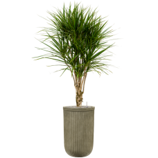 Dracaena marginata in Baq Vertical Rib