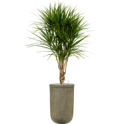 Растение в кашпо Dracaena marginata in Baq Vertical Rib