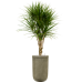 Растение в кашпо Dracaena marginata in Baq Vertical Rib