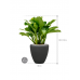 Растение в кашпо Aglaonema 'Freedman' in Baq Polystone Plain