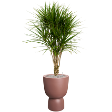 Dracaena marginata in Pureu00ae