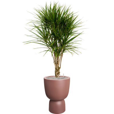 Растение в кашпо Dracaena marginata in Pureu00ae