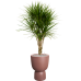 Растение в кашпо Dracaena marginata in Pureu00ae