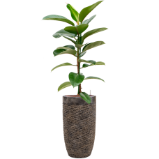 Ficus elastica 'Robusta' in Baq Luxe Lite Universe Layer