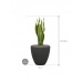 Растение в кашпо Sansevieria trifasciata 'Laurentii' in Baq Polystone Plain