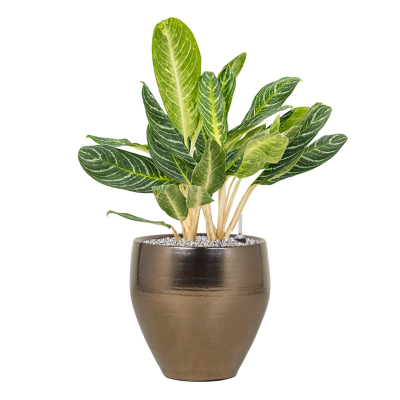 Растение в кашпо Aglaonema 'Key Lime' in Amora