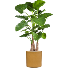 Alocasia calidora in Cylinder