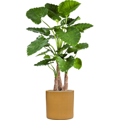 Растение в кашпо Alocasia calidora in Cylinder