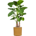 Растение в кашпо Alocasia calidora in Cylinder