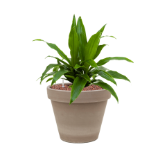 Dracaena fragrans 'Janet Craig' in Terra Cotta