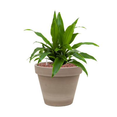 Растение в кашпо Dracaena fragrans 'Janet Craig' in Terra Cotta