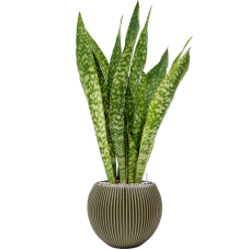 Sansevieria 'Dragon' in Capi Nature Groove Special