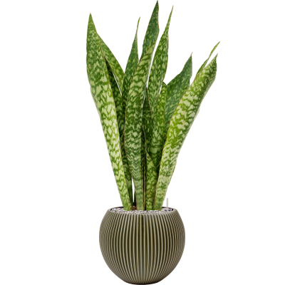 Растение в кашпо Sansevieria 'Dragon' in Capi Nature Groove Special