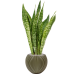 Растение в кашпо Sansevieria 'Dragon' in Capi Nature Groove Special