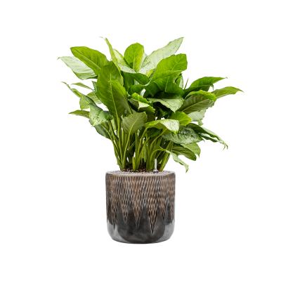 Растение в кашпо Aglaonema 'Freedman' in Baq Luxe Lite Universe Comet