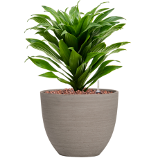 Dracaena fragrans 'Compacta' in Refined