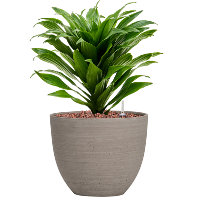 Растение в кашпо Dracaena fragrans 'Compacta' in Refined