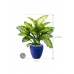 Растение в кашпо Dieffenbachia seguine 'Maroba' in Plain