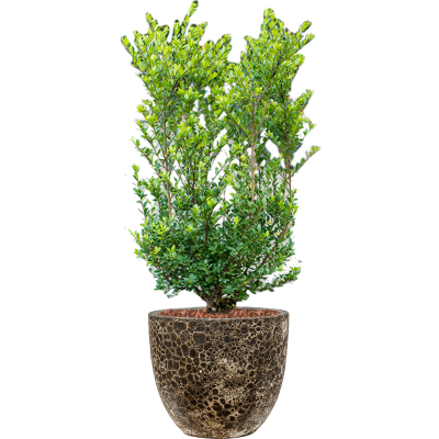 Растение в кашпо Ilex crenata 'Dark Green' in Baq Lava