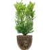 Растение в кашпо Ilex crenata 'Dark Green' in Baq Lava