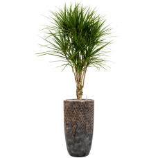 Dracaena marginata in Baq Luxe Lite Universe Comet