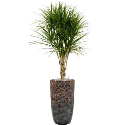 Растение в кашпо Dracaena marginata in Baq Luxe Lite Universe Comet