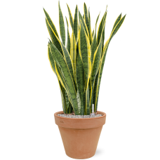 Sansevieria trifasciata 'Laurentii' in Terra Cotta