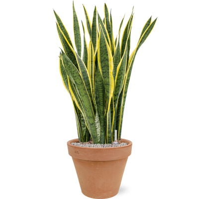 Растение в кашпо Sansevieria trifasciata 'Laurentii' in Terra Cotta