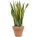 Растение в кашпо Sansevieria trifasciata 'Laurentii' in Terra Cotta