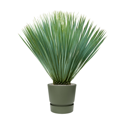 Растение в кашпо Yucca rostrata in Greenville