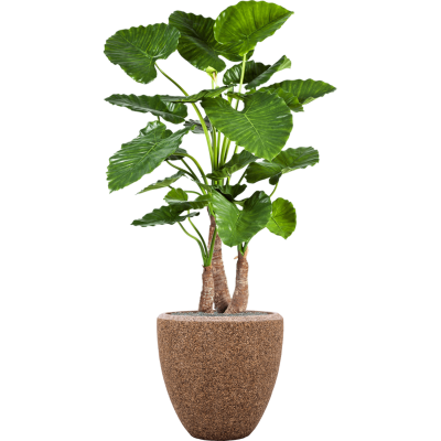 Растение в кашпо Alocasia calidora in Baq Naturescast