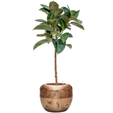 Ficus elastica 'Robusta' in Baq Opus Raw