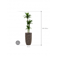 Dracaena fragrans 'Janet Craig' in Baq Luxe Lite Universe