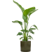 Растение в кашпо Strelitzia nicolai in Cylinder