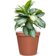 Aglaonema 'Silver Bay' in Feliz