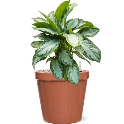 Растение в кашпо Aglaonema 'Silver Bay' in Feliz