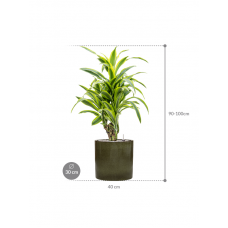 Dracaena fragrans 'Lemon Lime' in Cylinder