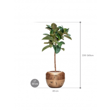 Ficus elastica 'Robusta' in Baq Opus Raw