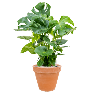 Растение в кашпо Monstera deliciosa in Terra Cotta