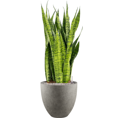 Растение в кашпо Sansevieria zeylanica in Grigio