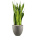 Растение в кашпо Sansevieria zeylanica in Grigio