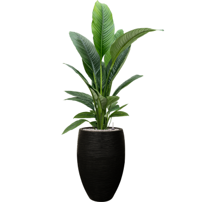 Растение в кашпо Spathiphyllum 'Sensation' in Capi Nature Rib NL