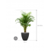 Растение в кашпо Dypsis (Areca) lutescens in Baq Polystone Plain