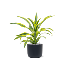 Dracaena fragrans 'Lemon Lime' in Baq Ease