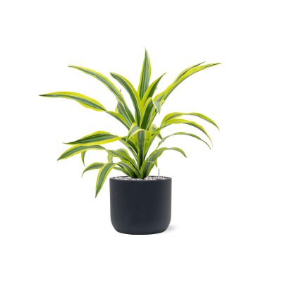 Растение в кашпо Dracaena fragrans 'Lemon Lime' in Baq Ease