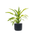 Растение в кашпо Dracaena fragrans 'Lemon Lime' in Baq Ease