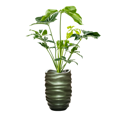 Растение в кашпо Philodendron 'Green Wonder' in Baq Gradient Lee